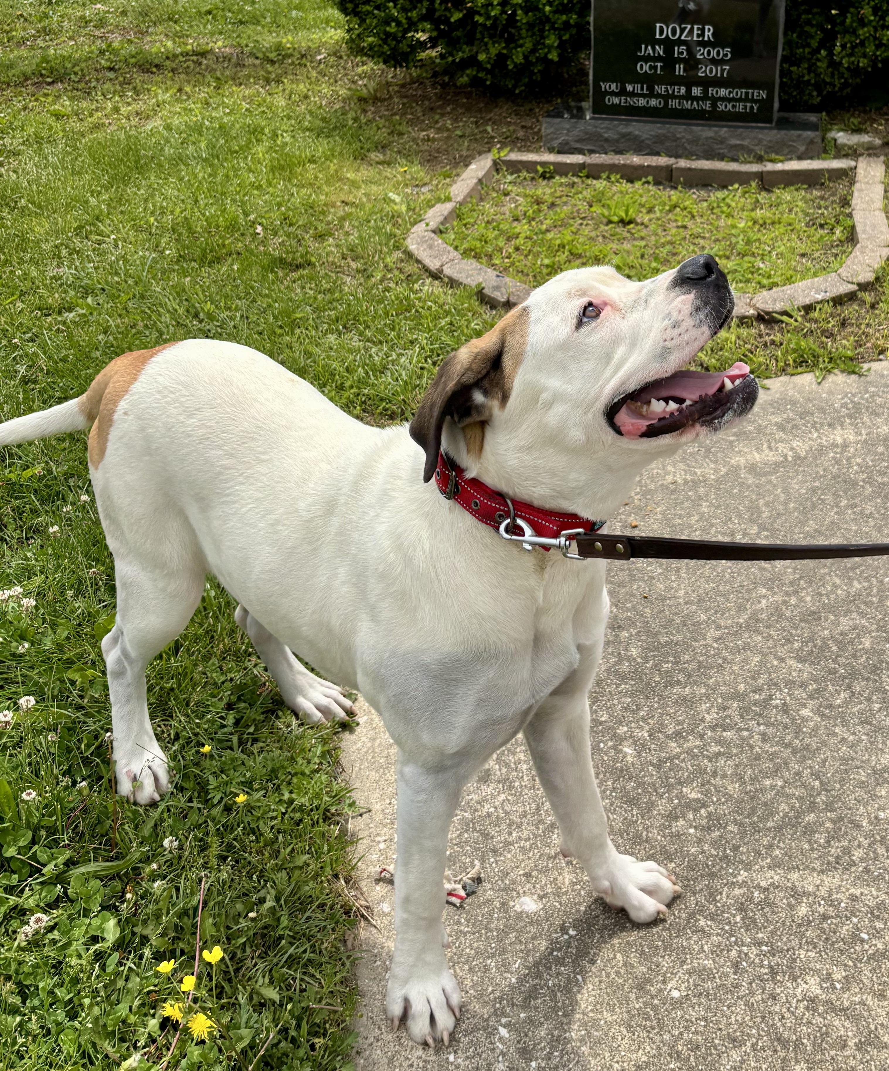 Enlarge NOVA, a ADOPTABLE Presa Canario in Owensboro, KY image 4/5