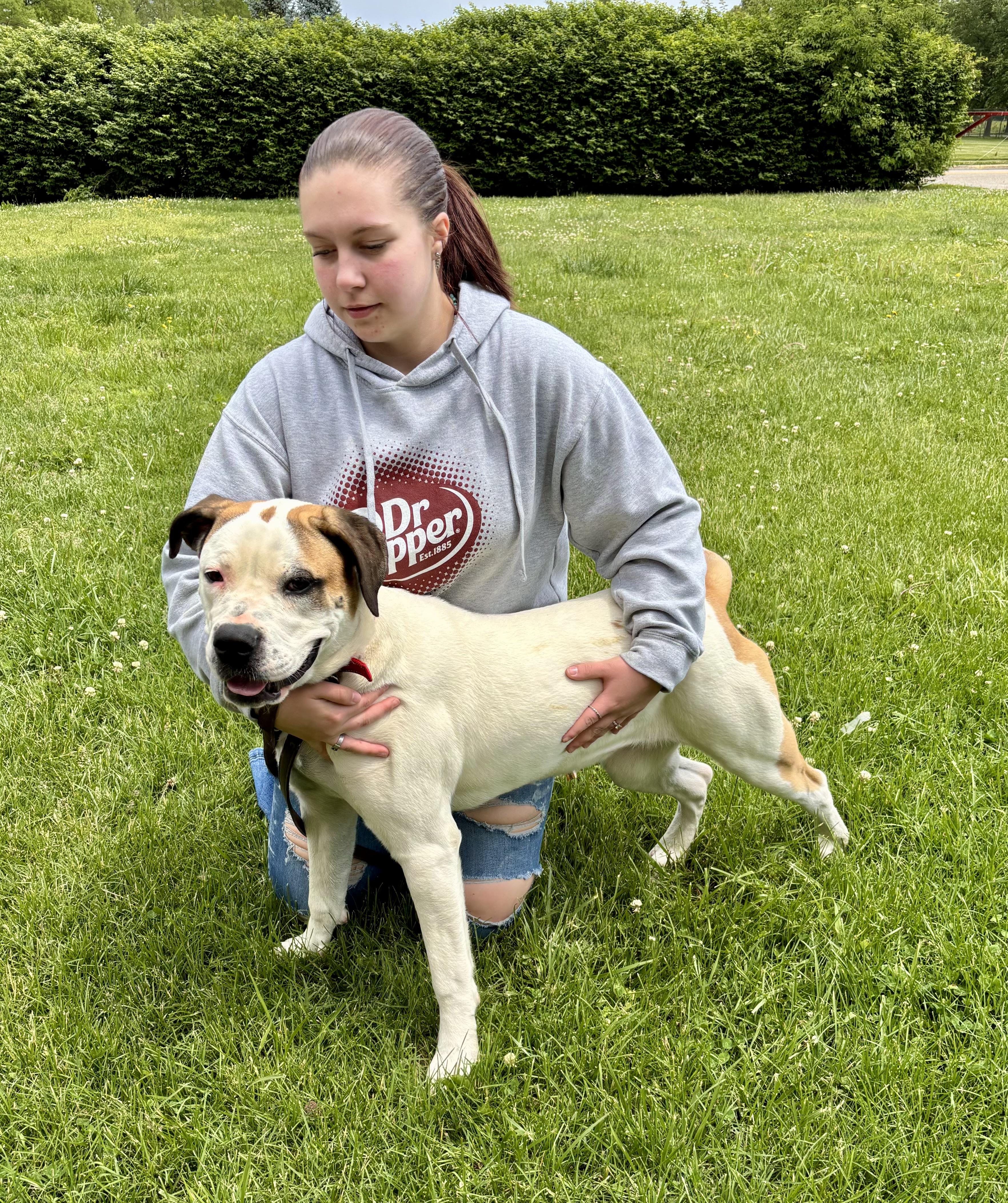 NOVA, ADOPTABLE, Young Female Presa Canario.
