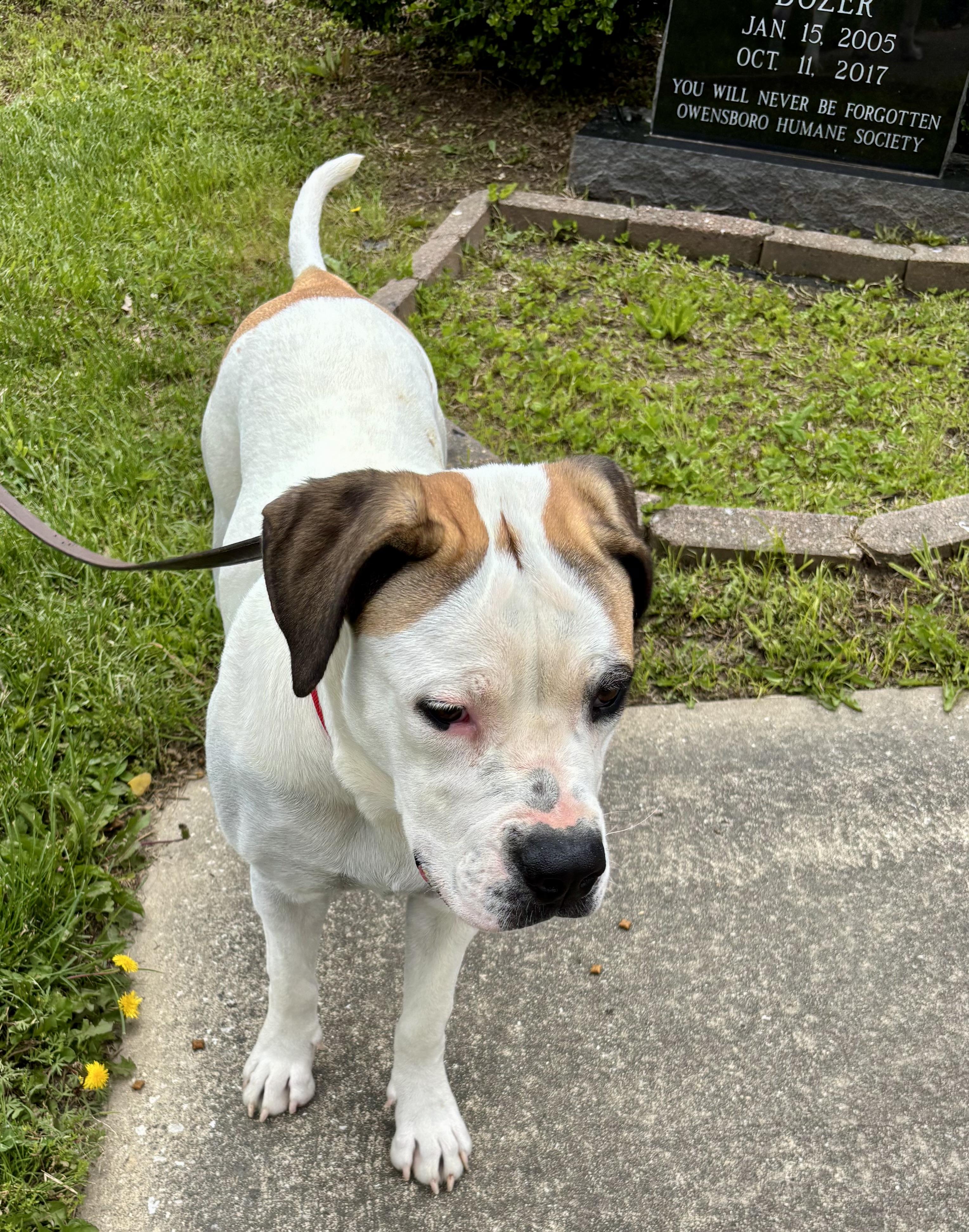 Enlarge NOVA, a ADOPTABLE Presa Canario in Owensboro, KY image 5/5