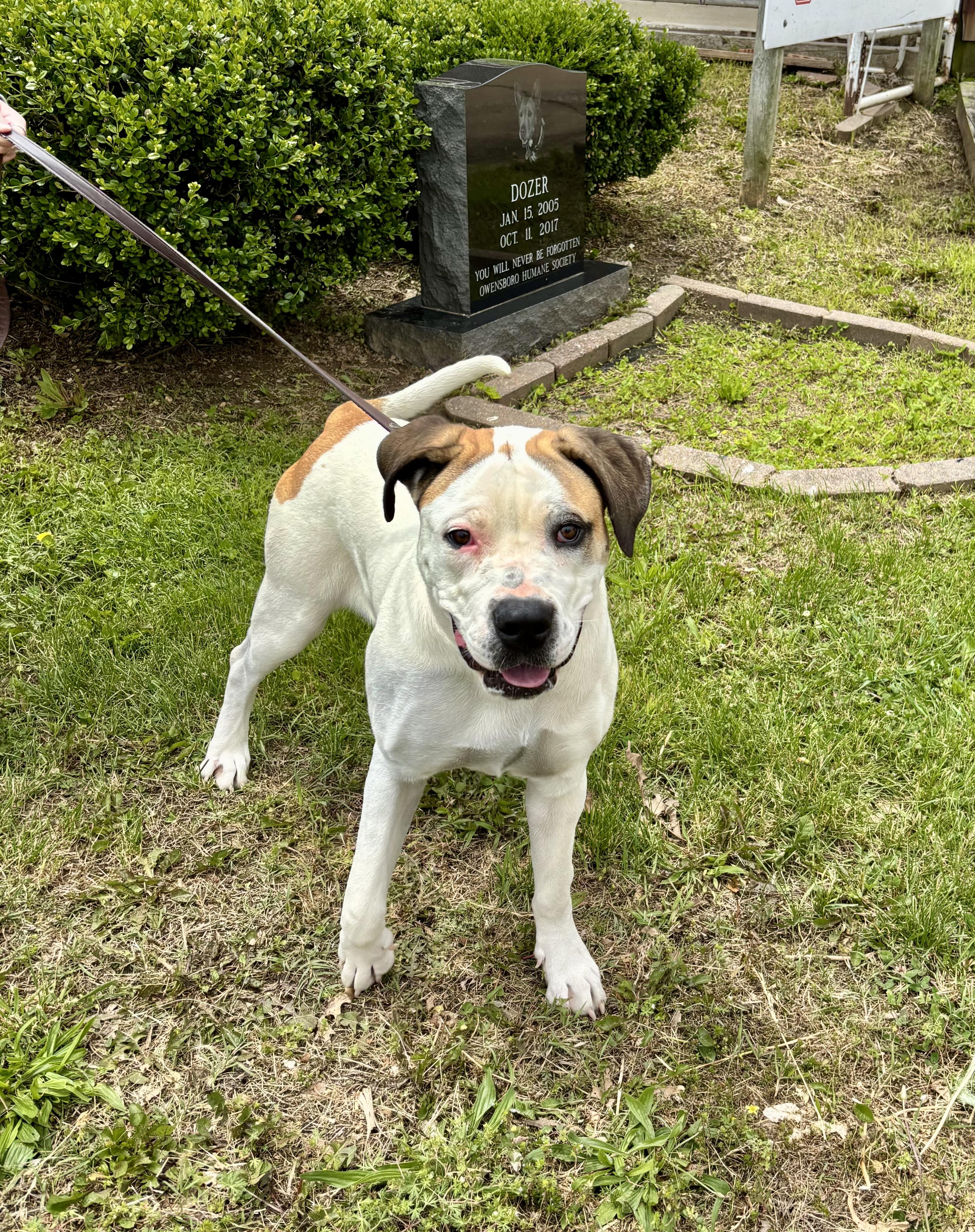 Enlarge NOVA, a ADOPTABLE Presa Canario in Owensboro, KY image 2/5
