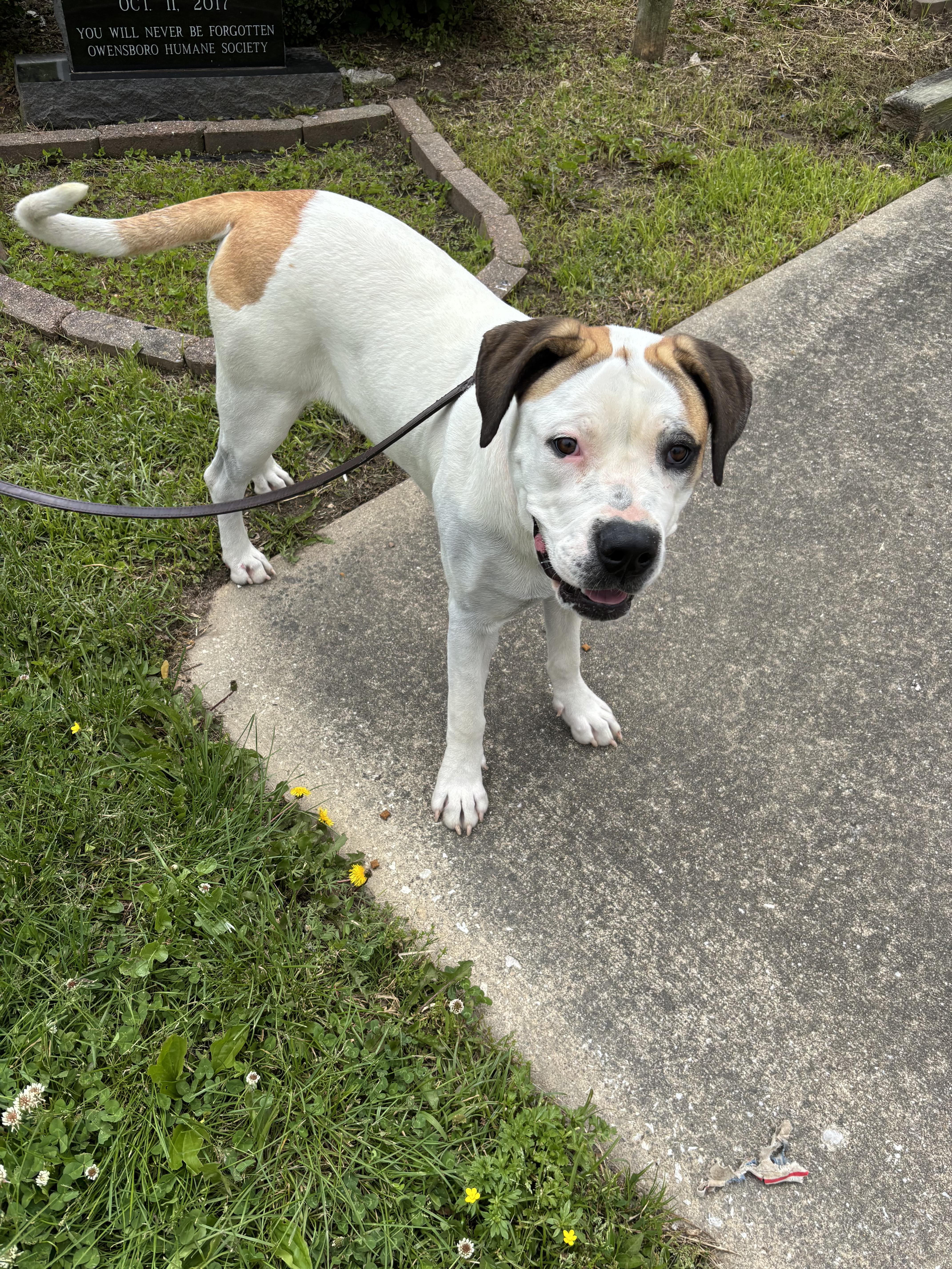 Enlarge NOVA, a ADOPTABLE Presa Canario in Owensboro, KY image 3/5