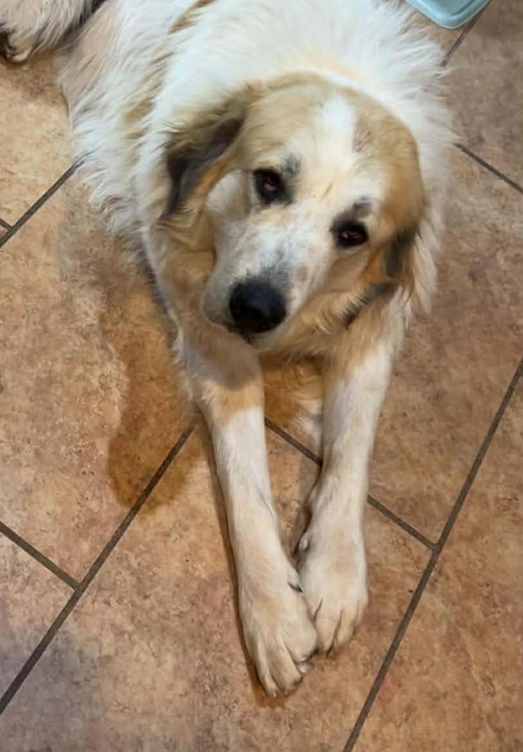 Enlarge Jackson, a ADOPTABLE mixed breed in Kiowa, OK image 6/6