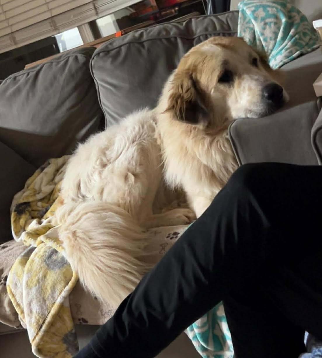 Enlarge Jackson, a ADOPTABLE mixed breed in Kiowa, OK image 4/6