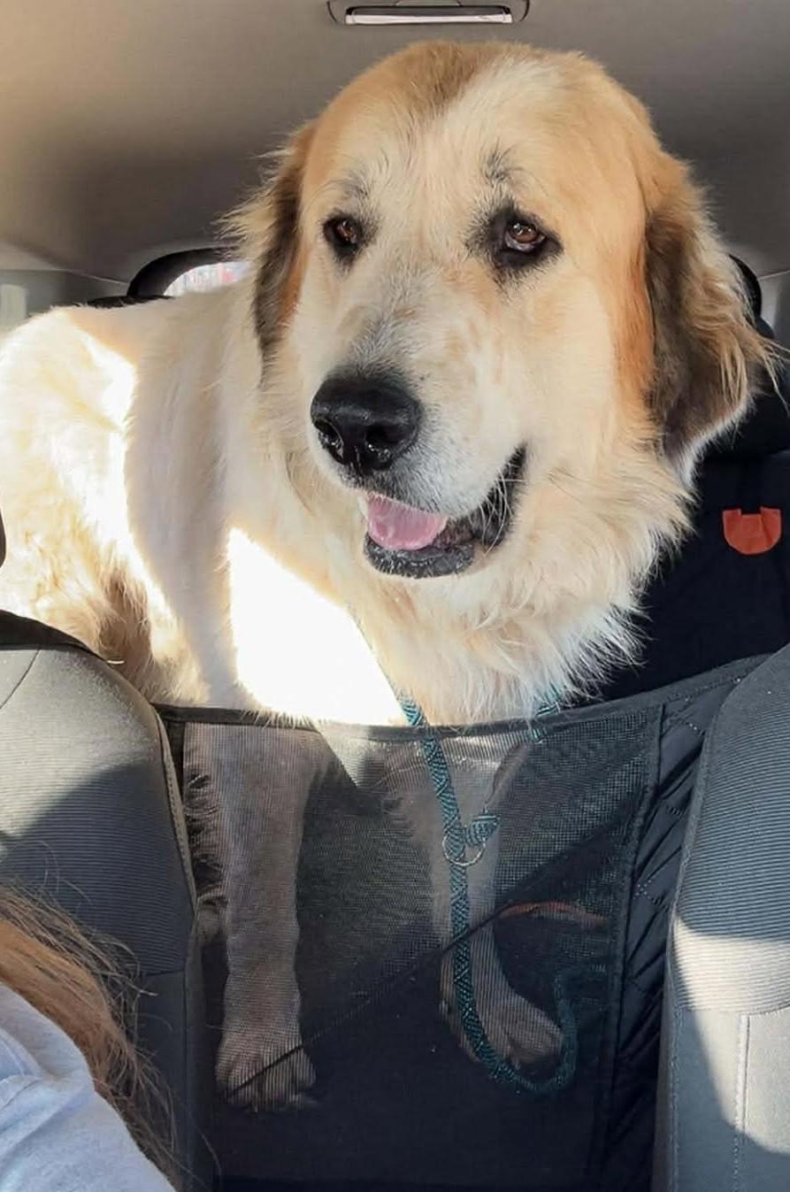 Enlarge Jackson, a ADOPTABLE mixed breed in Kiowa, OK image 2/6