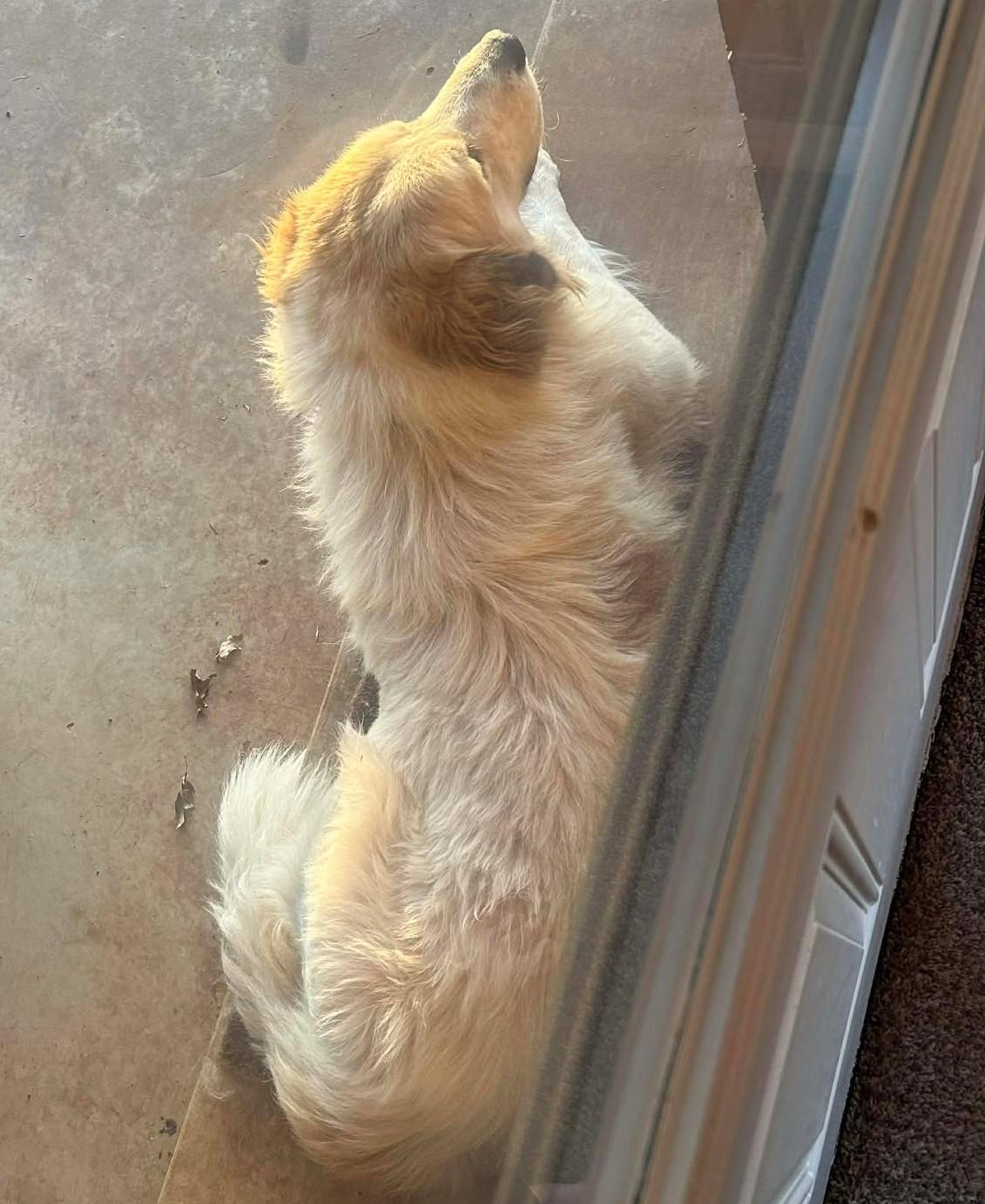 Enlarge Jackson, a ADOPTABLE mixed breed in Kiowa, OK image 5/6