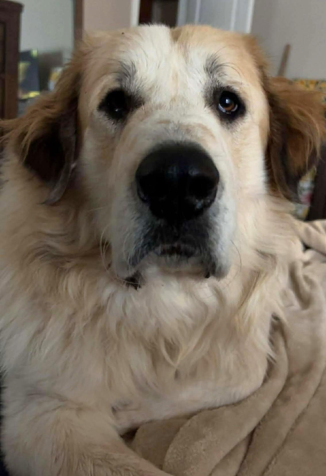 Jackson, ADOPTABLE, Adult Male Great Pyrenees.