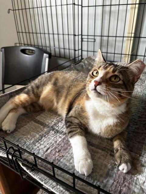 Sugar, a Adoptable Calico in Lafayette, LA image 4/6