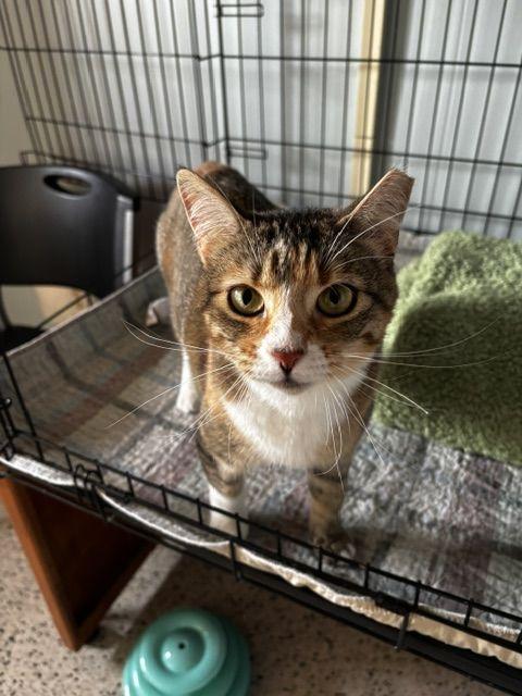 Sugar, a Adoptable Calico in Lafayette, LA image 5/6