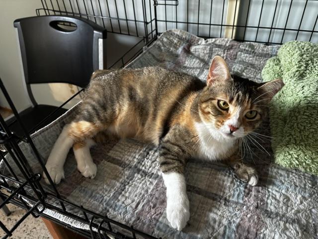 Sugar, a Adoptable Calico in Lafayette, LA image 2/6