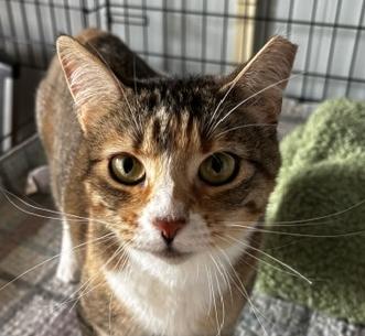 Sugar, Adoptable, Adult Female Calico.