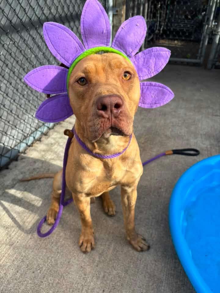 Fletcher, ADOPTABLE, Adult Male Pit Bull Terrier.