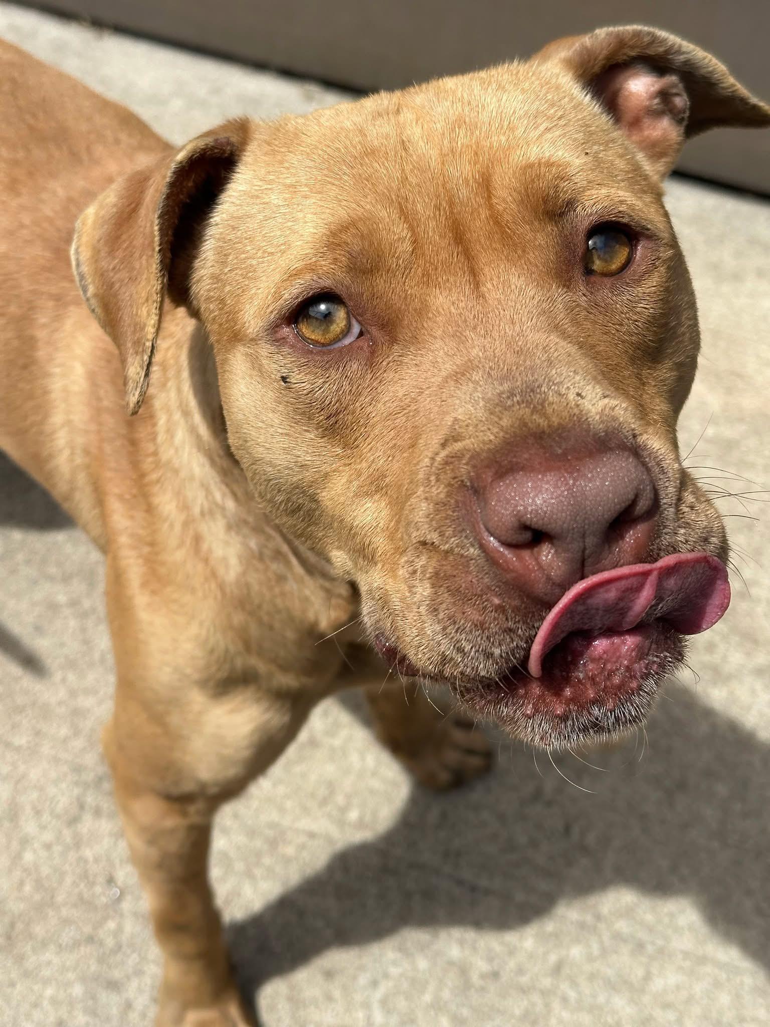 Fletcher, a ADOPTABLE Pit Bull Terrier in Chicago, IL image 4/5
