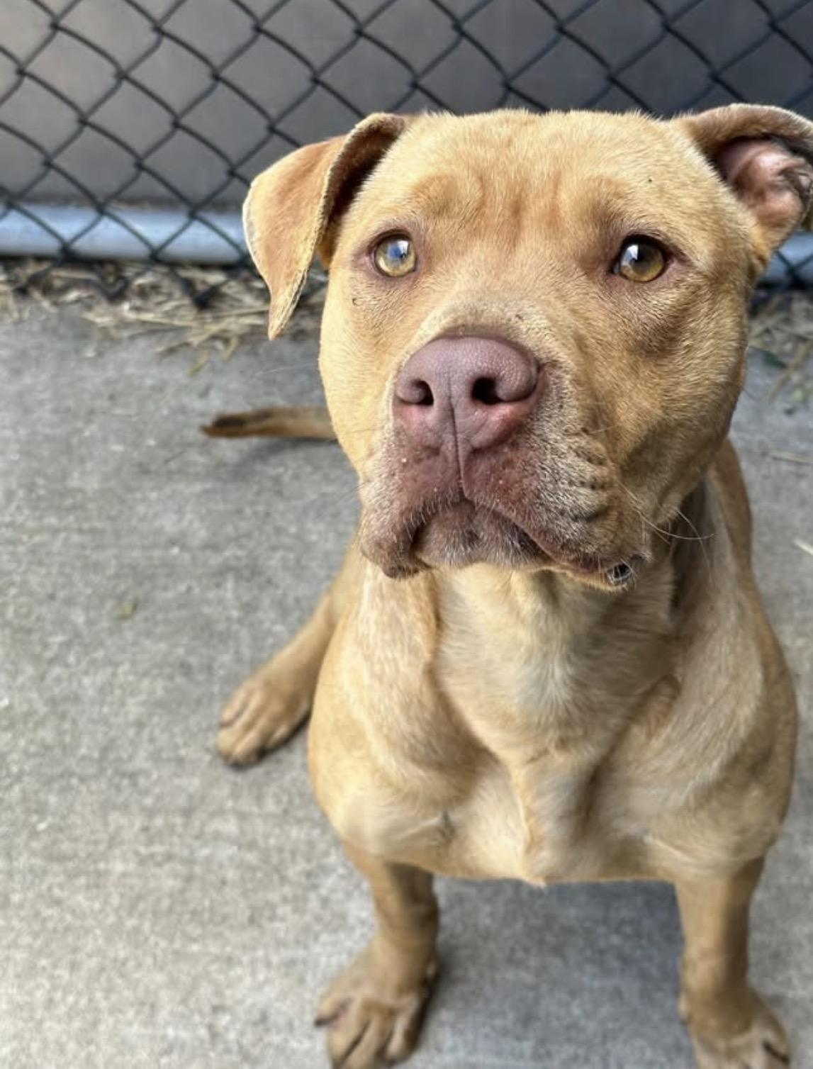 Fletcher, a ADOPTABLE Pit Bull Terrier in Chicago, IL image 3/5