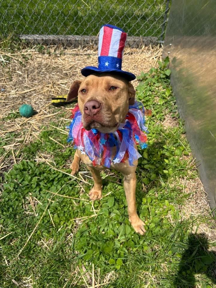 Fletcher, a ADOPTABLE Pit Bull Terrier in Chicago, IL image 2/5