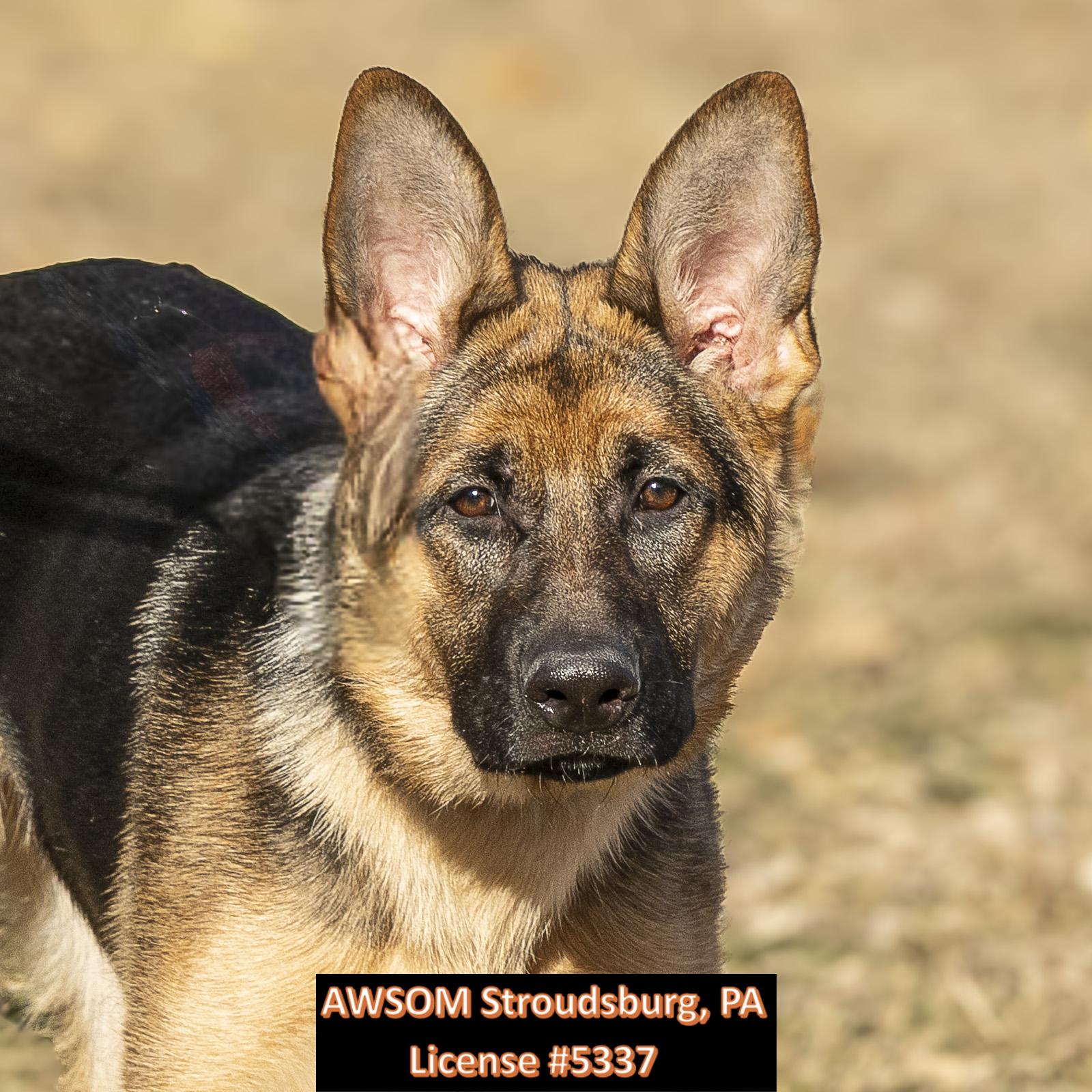 Ada, adopted, Young Female German Shepherd Dog.