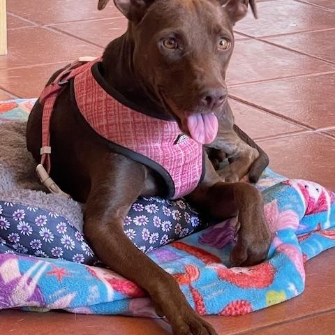 Dobby, an adoptable Mixed Breed in Nopolo, BCS, 23887 | Photo Image 2