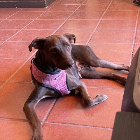 Dobby, an adoptable Mixed Breed in Nopolo, BCS, 23887 | Photo Image 1