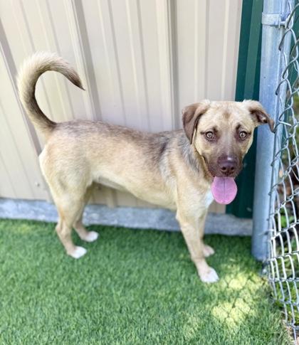 Twilight, Adoptable, Young Female Black Mouth Cur & Mixed Breed.