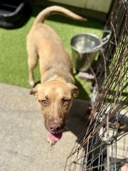 Twilight, a Adoptable mixed breed in Picayune, MS image 2/3