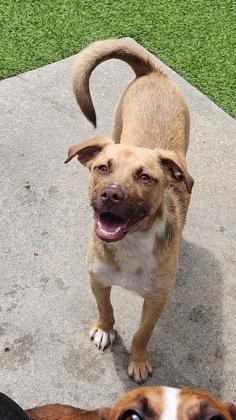 Twilight, a Adoptable mixed breed in Picayune, MS image 3/3