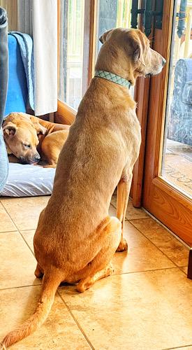 Enlarge Bradley 12, a Adoptable mixed breed in Killingworth, CT image 4/6