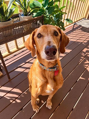 Bradley 12, Adoptable, Adult Male Yellow Labrador Retriever.