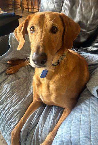 Enlarge Bradley 12, a Adoptable mixed breed in Killingworth, CT image 3/6