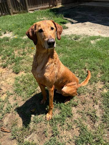 Enlarge Bradley 12, a Adoptable mixed breed in Killingworth, CT image 2/6