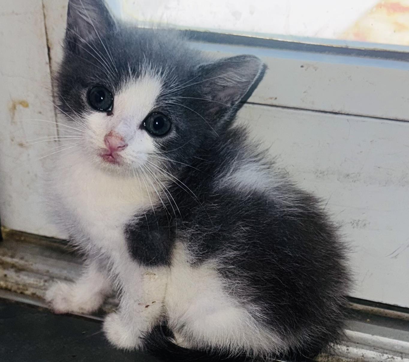Baby Dreamer
