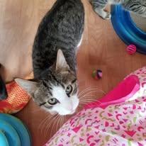 Enlarge Mr. Cherry Pop, an adopted mixed breed in Montour Falls, NY image 2/3