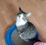 Mr. Cherry Pop, ADOPTABLE, Kitten Male Tabby & Domestic Short Hair.