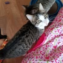 Enlarge Mr. Cherry Pop, an adopted mixed breed in Montour Falls, NY image 3/3