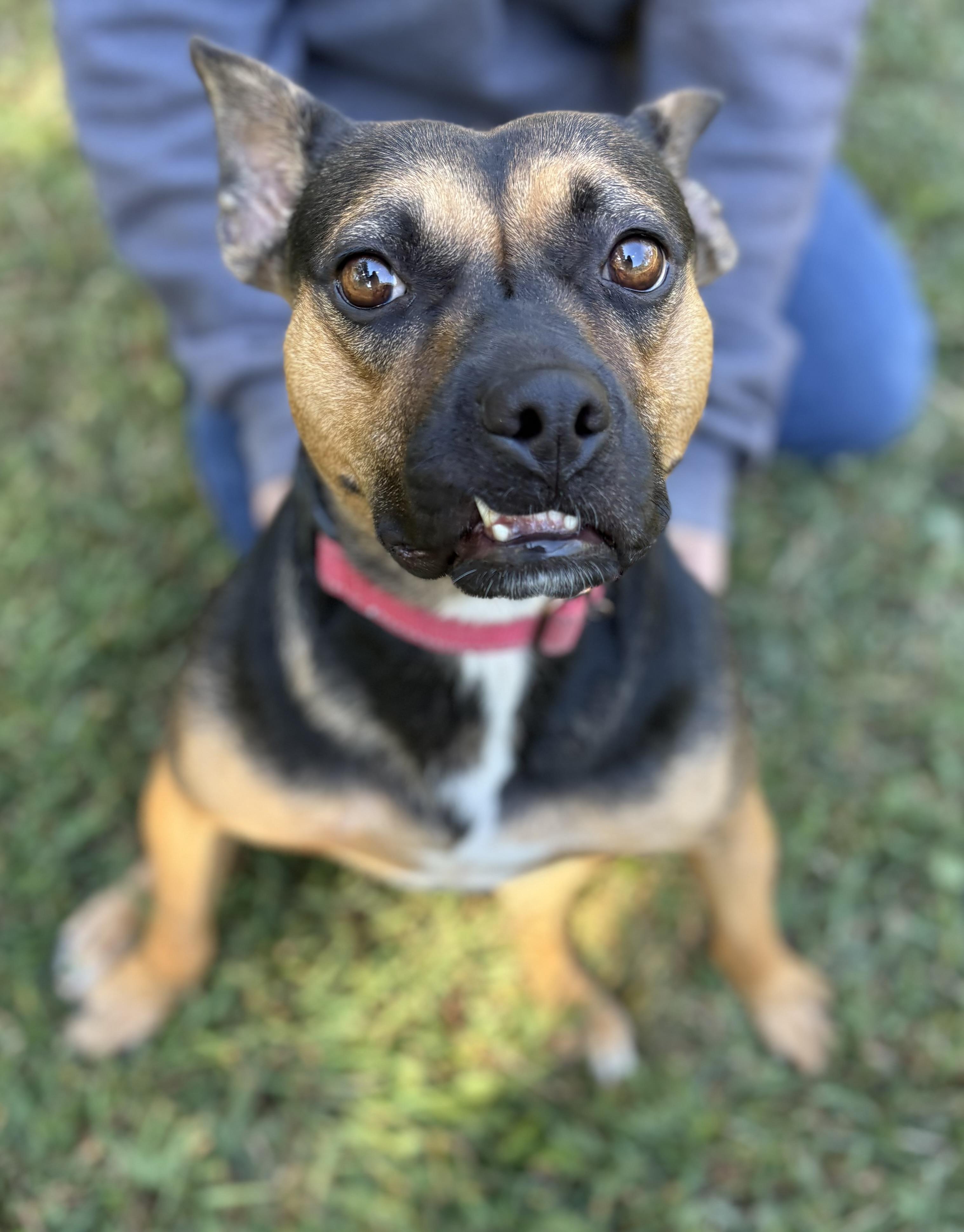 Darcy, Adoptable, Adult Female American Bulldog.