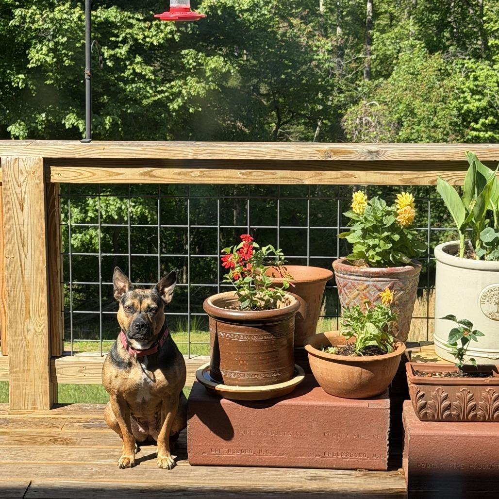 Darcy, a Adoptable mixed breed in Louisa, VA image 3/6