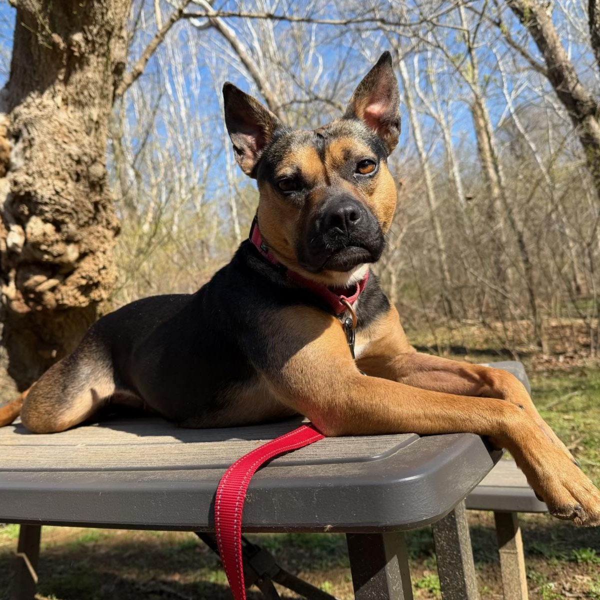 Darcy, Adoptable, Adult Female American Bulldog.