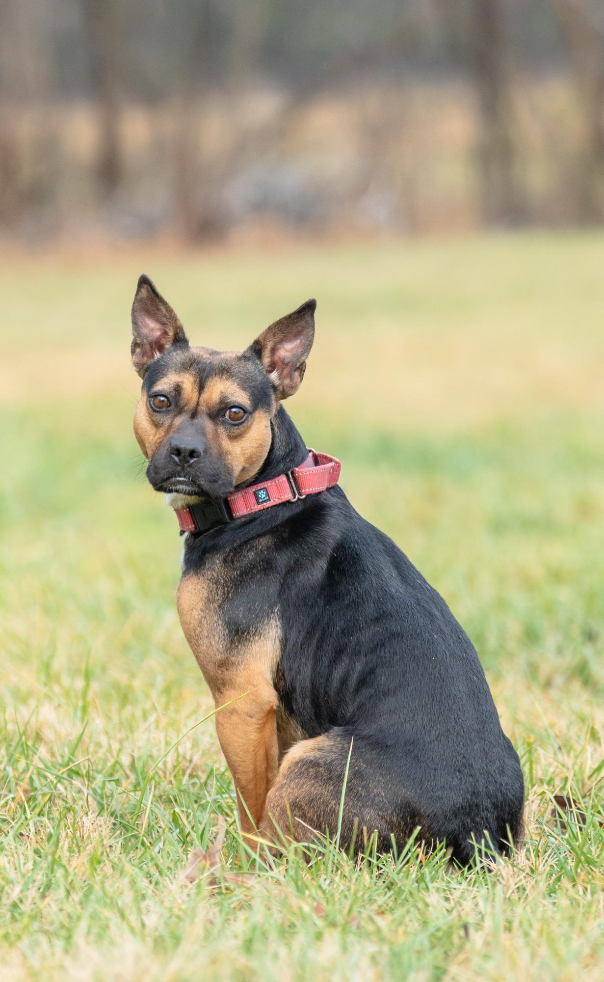 Darcy, a Adoptable mixed breed in Louisa, VA image 4/5
