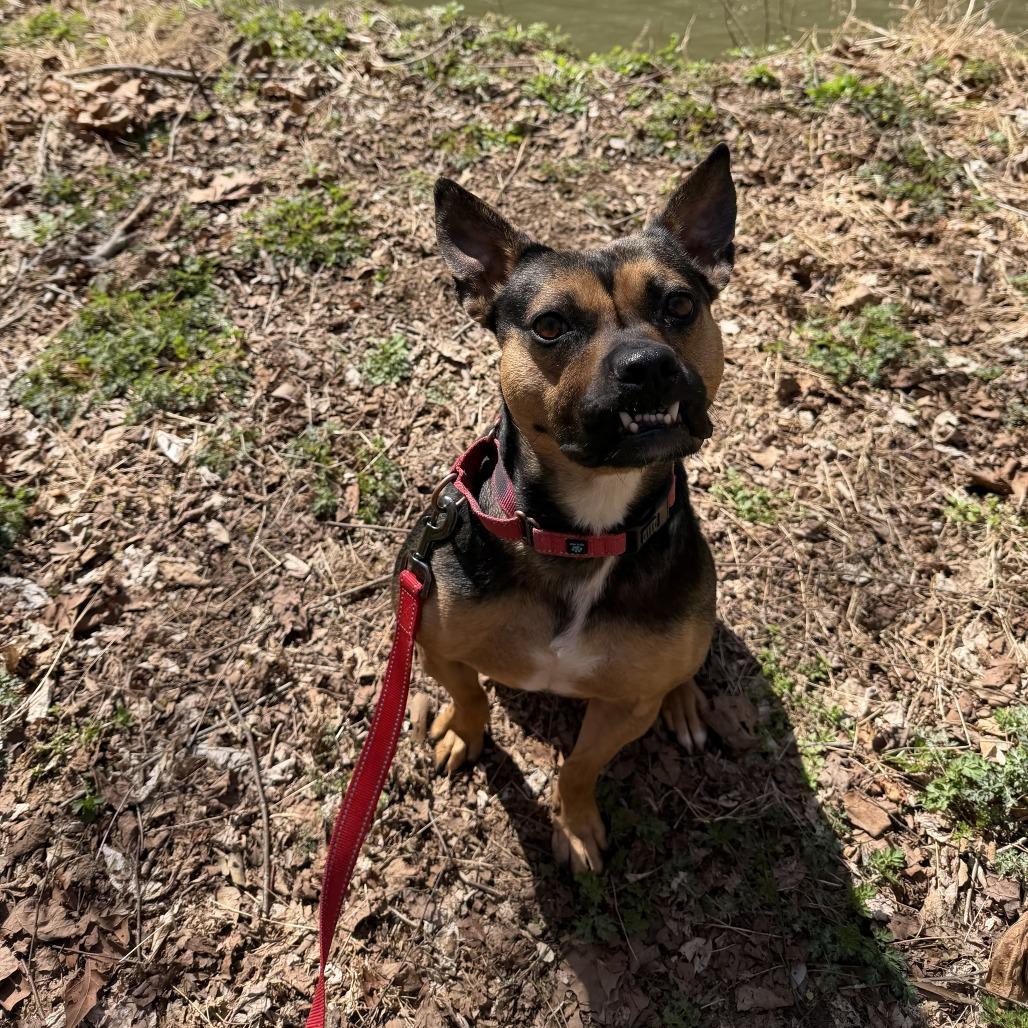 Darcy, a Adoptable mixed breed in Louisa, VA image 4/6