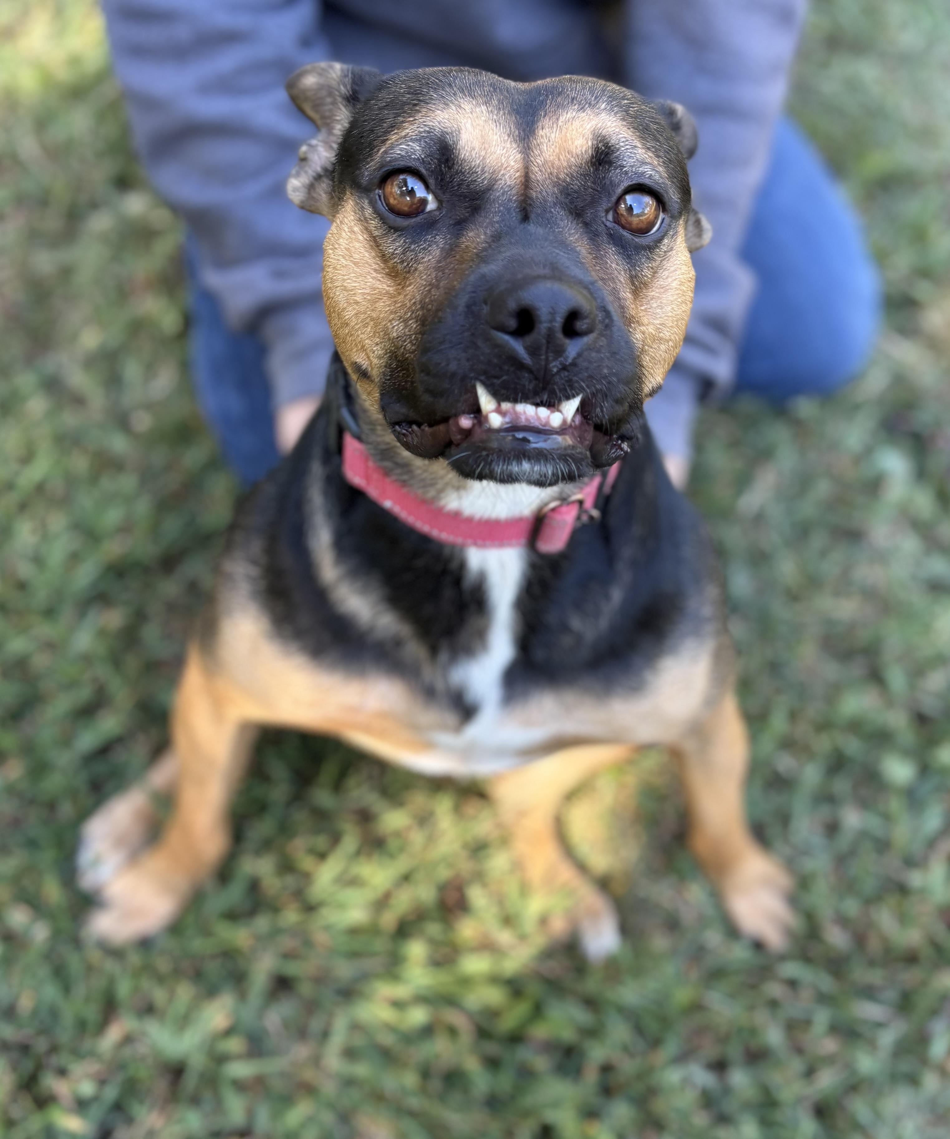 Enlarge Darcy, a Adoptable mixed breed in Louisa, VA image 2/6