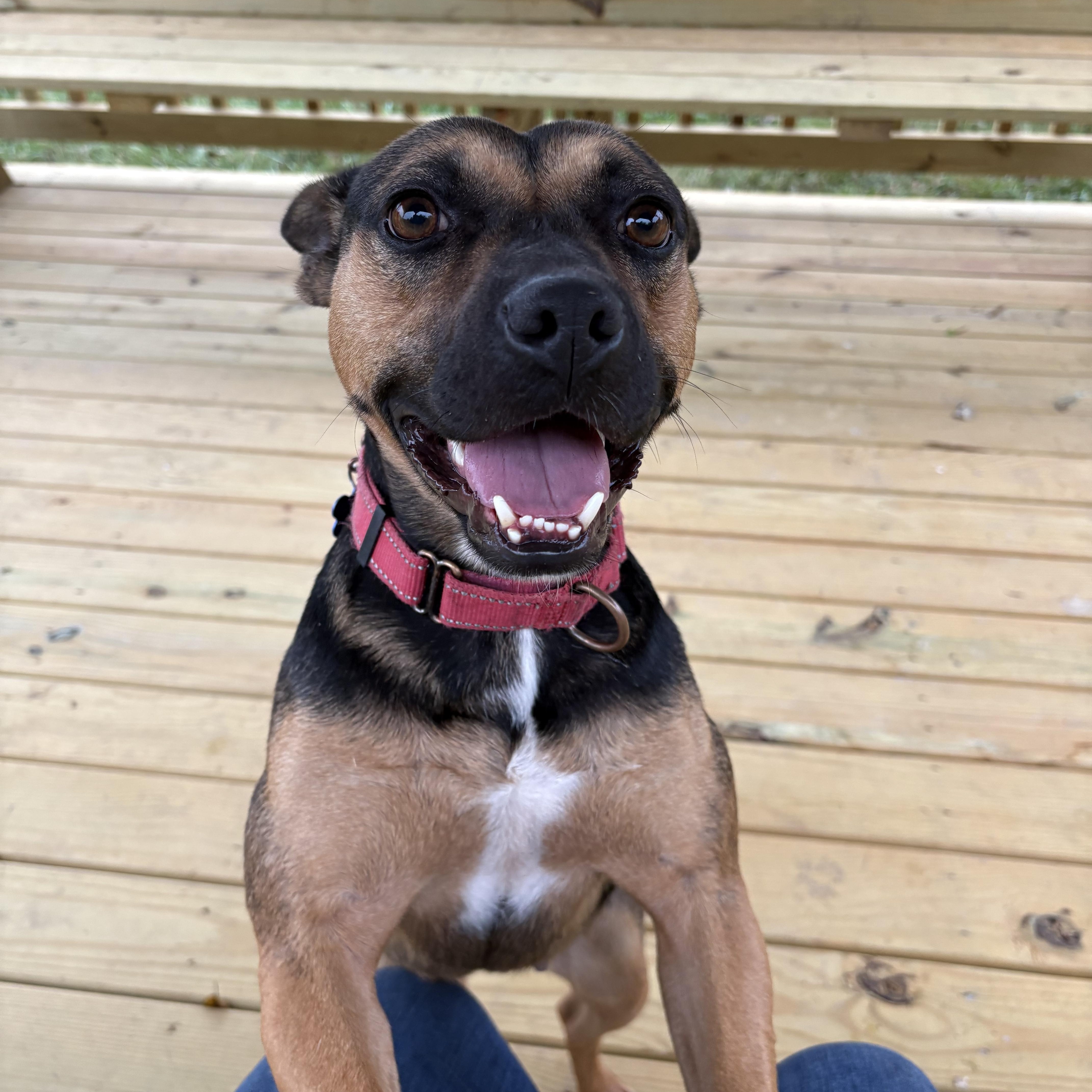 Enlarge Darcy, a Adoptable mixed breed in Louisa, VA image 3/6