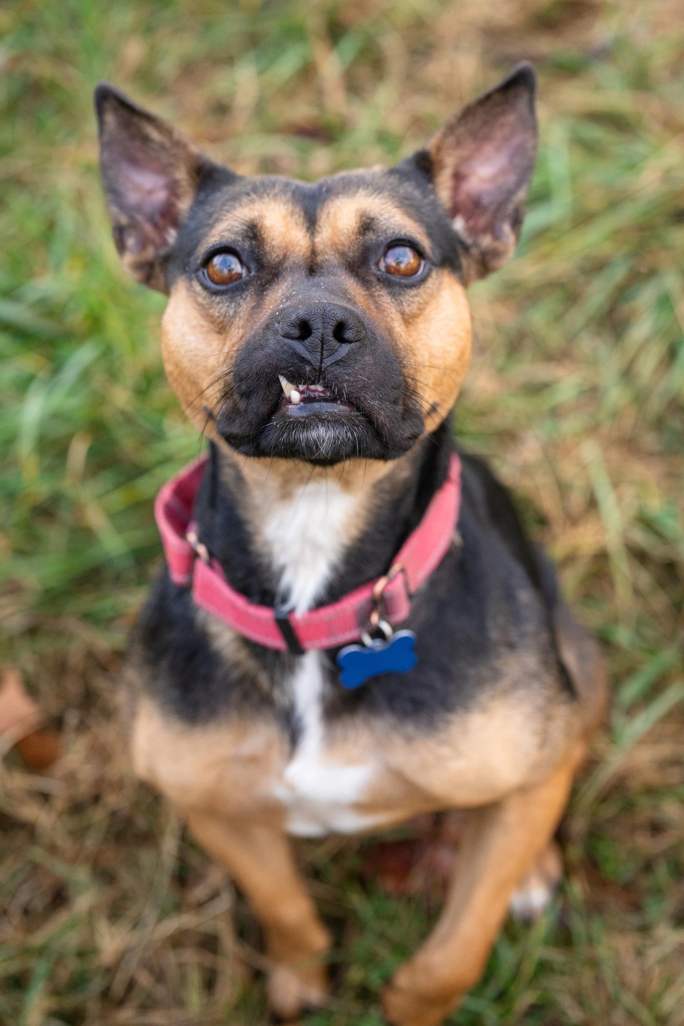 Darcy, Adoptable, Adult Female American Bulldog.