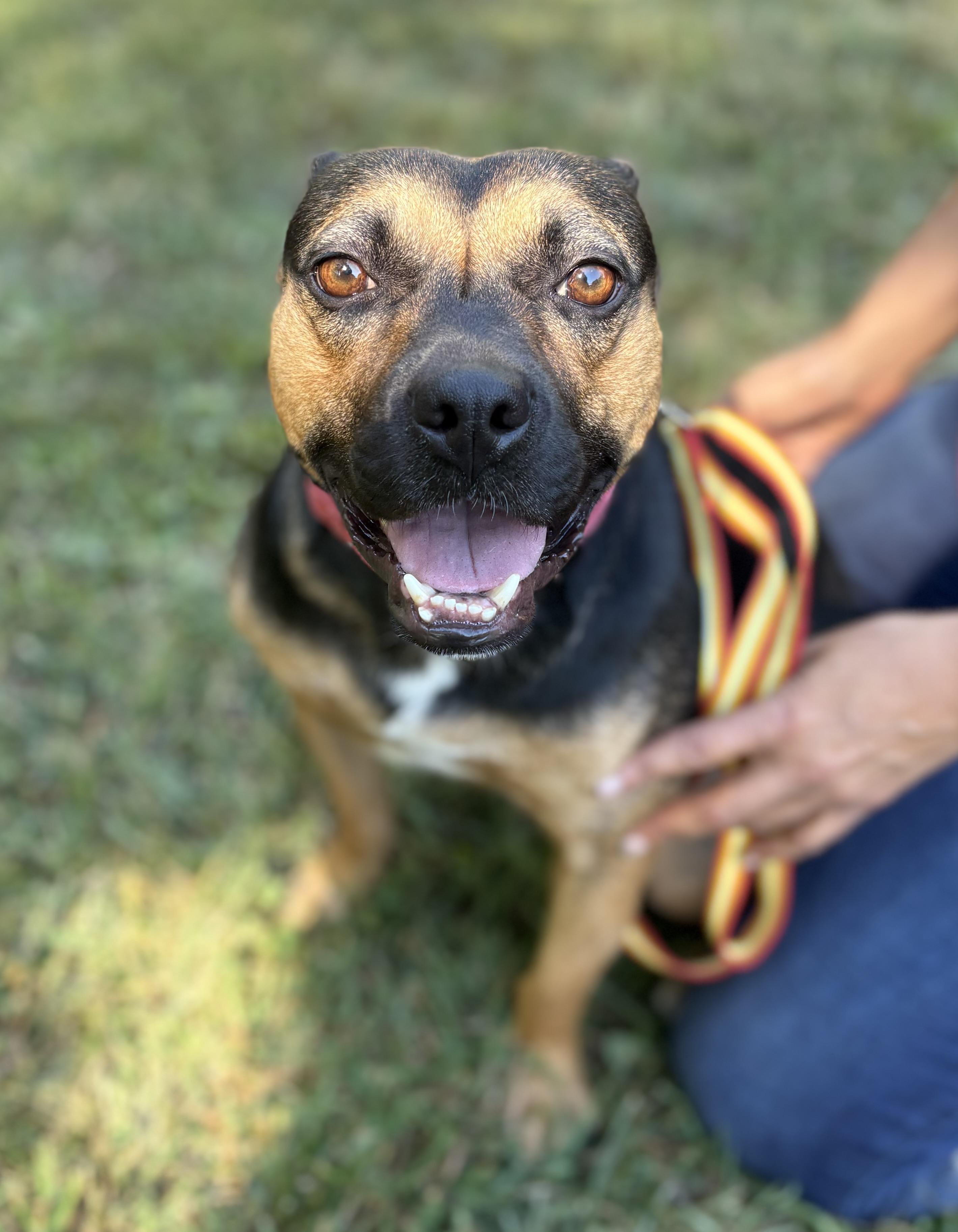 Enlarge Darcy, a Adoptable mixed breed in Louisa, VA image 3/6