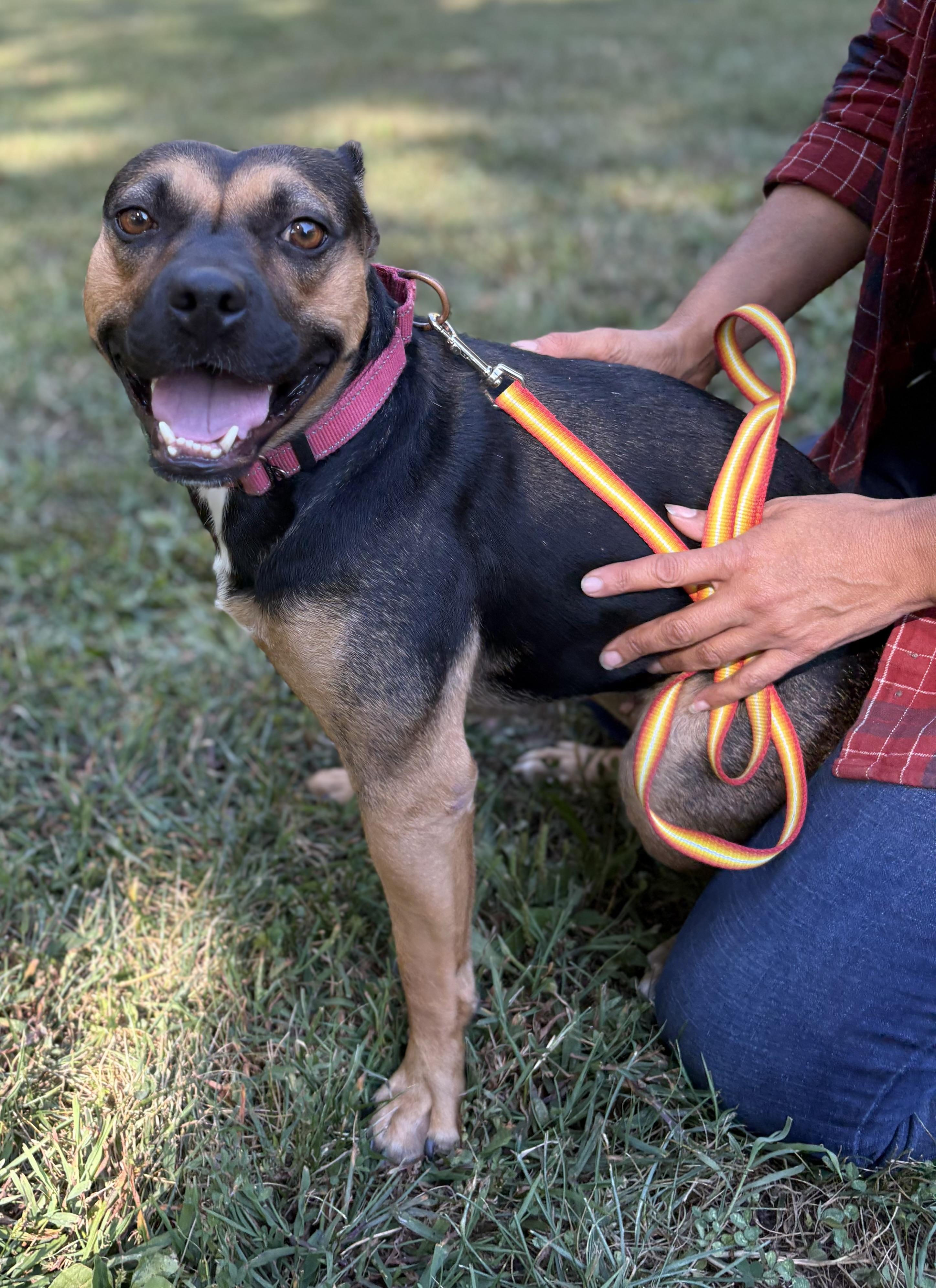 Enlarge Darcy, a Adoptable mixed breed in Louisa, VA image 4/6