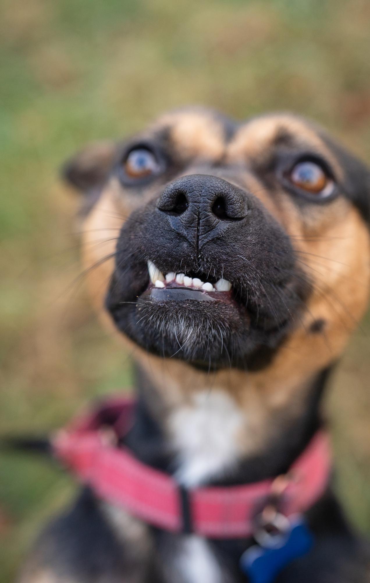 Darcy, a Adoptable mixed breed in Louisa, VA image 5/5