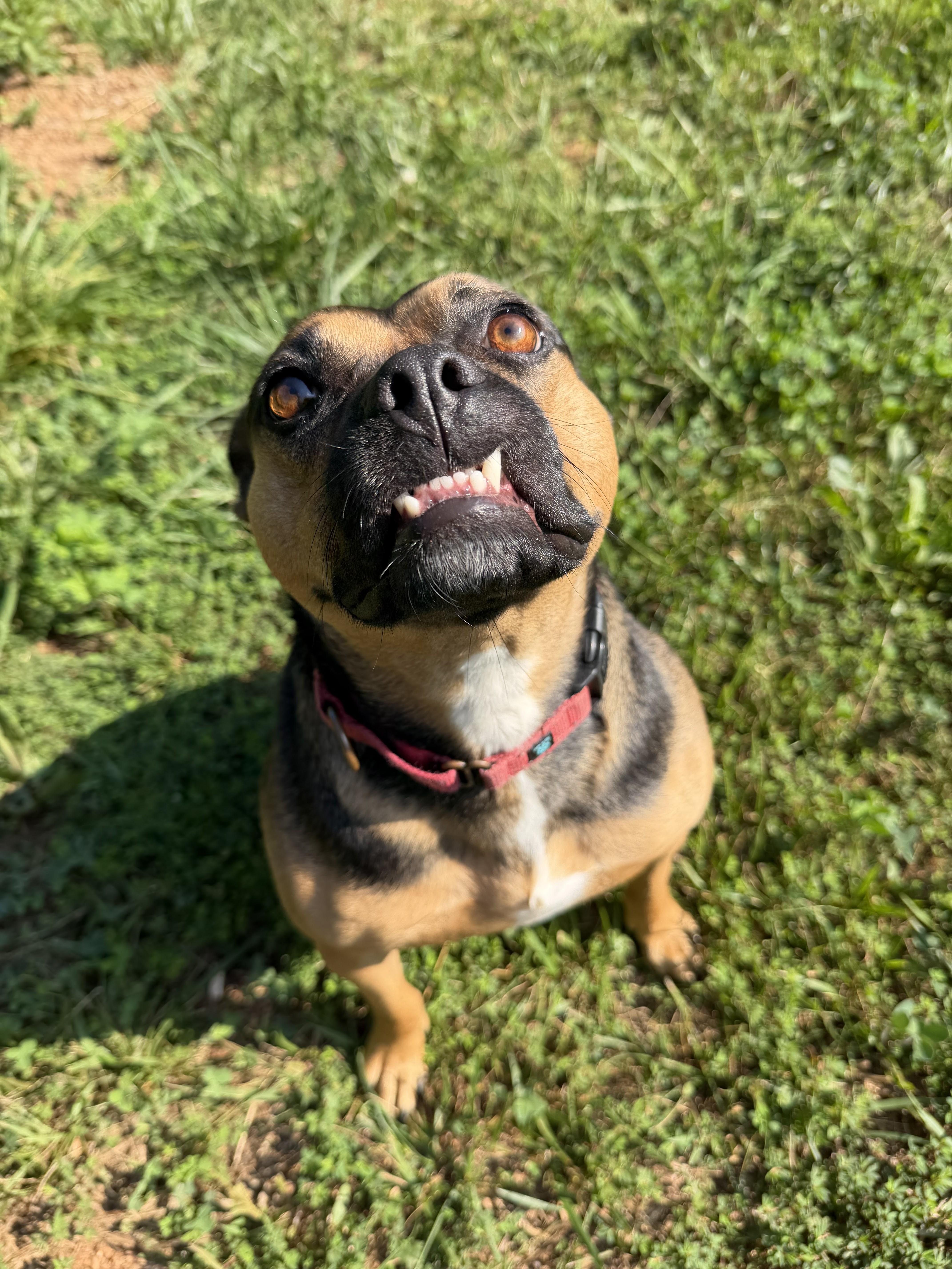 Darcy, a Adoptable mixed breed in Louisa, VA image 6/6