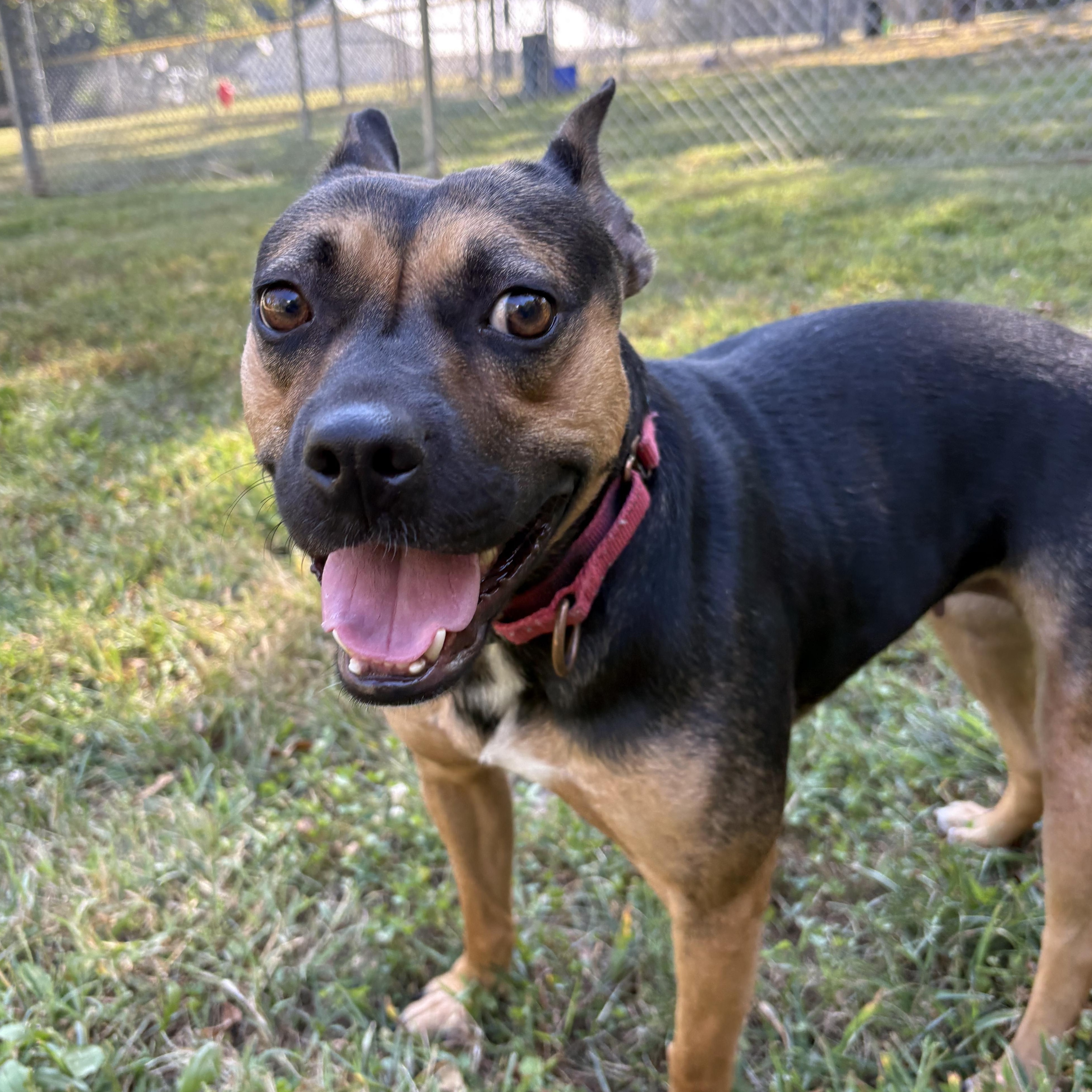 Enlarge Darcy, a Adoptable mixed breed in Louisa, VA image 6/6