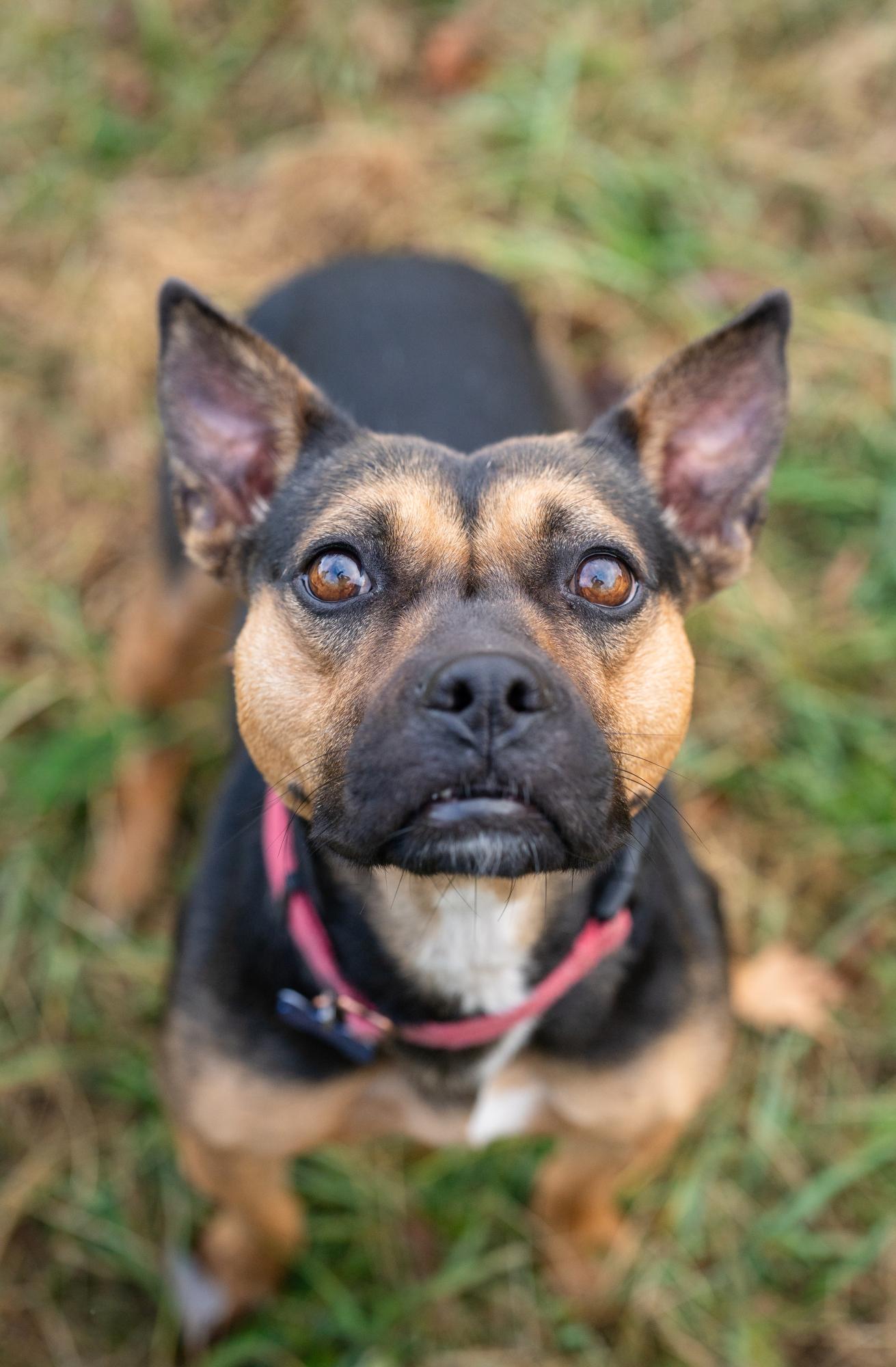 Darcy, a Adoptable mixed breed in Louisa, VA image 2/5