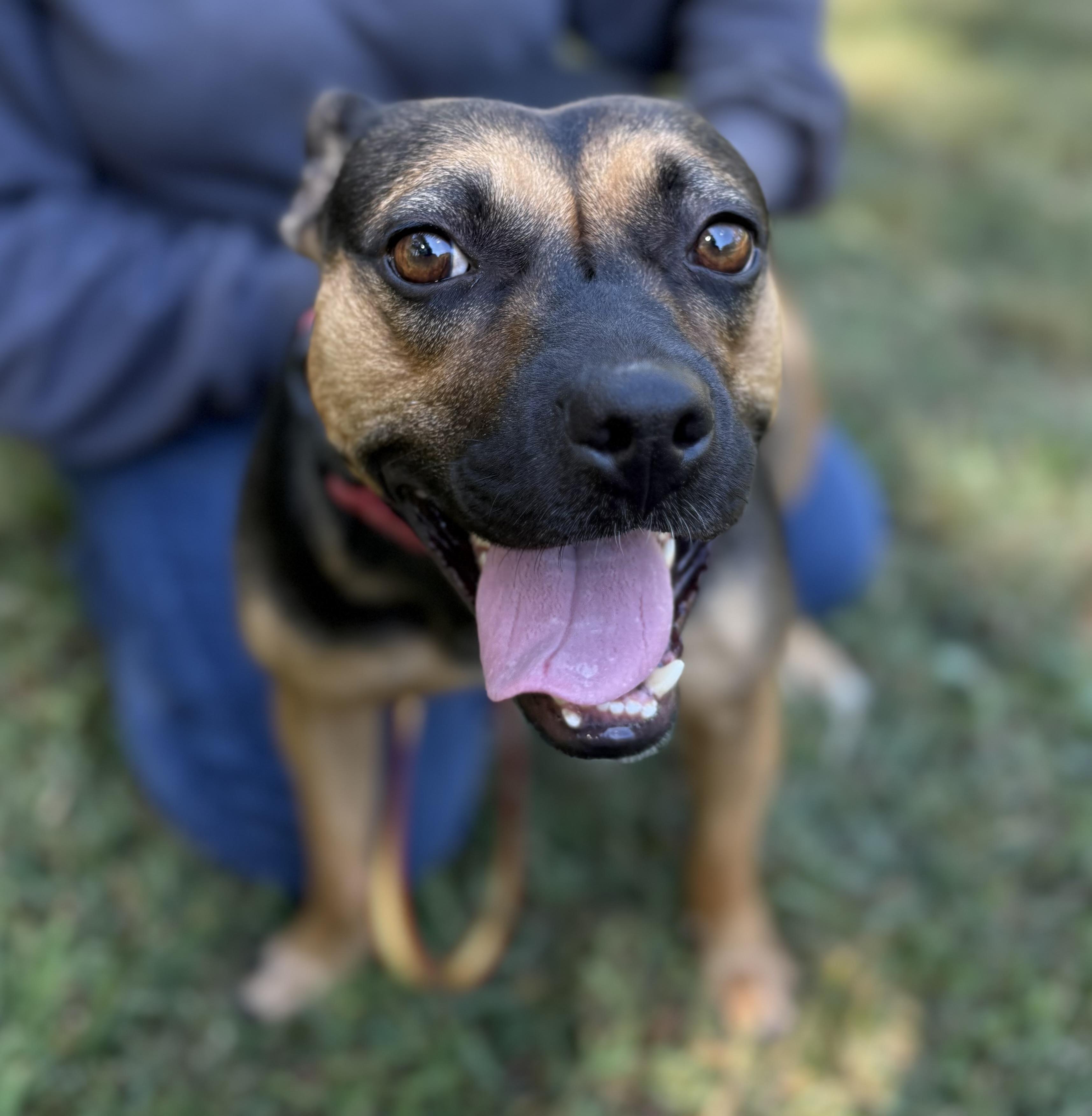 Enlarge Darcy, a Adoptable mixed breed in Louisa, VA image 5/6