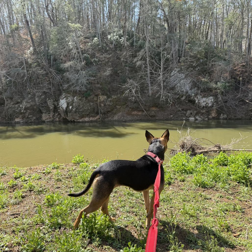 Darcy, a Adoptable mixed breed in Louisa, VA image 5/6