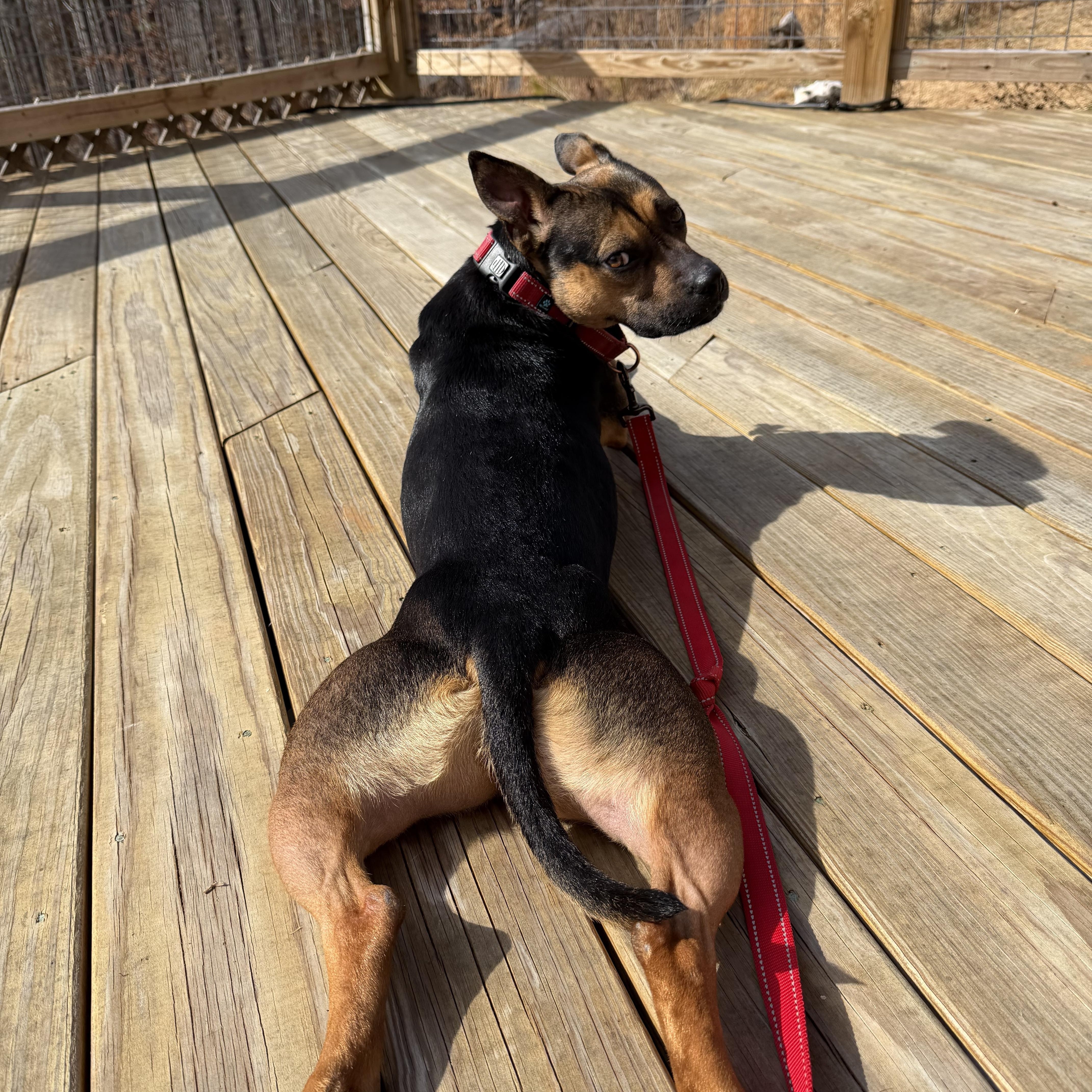 Enlarge Darcy, a Adoptable mixed breed in Louisa, VA image 2/6