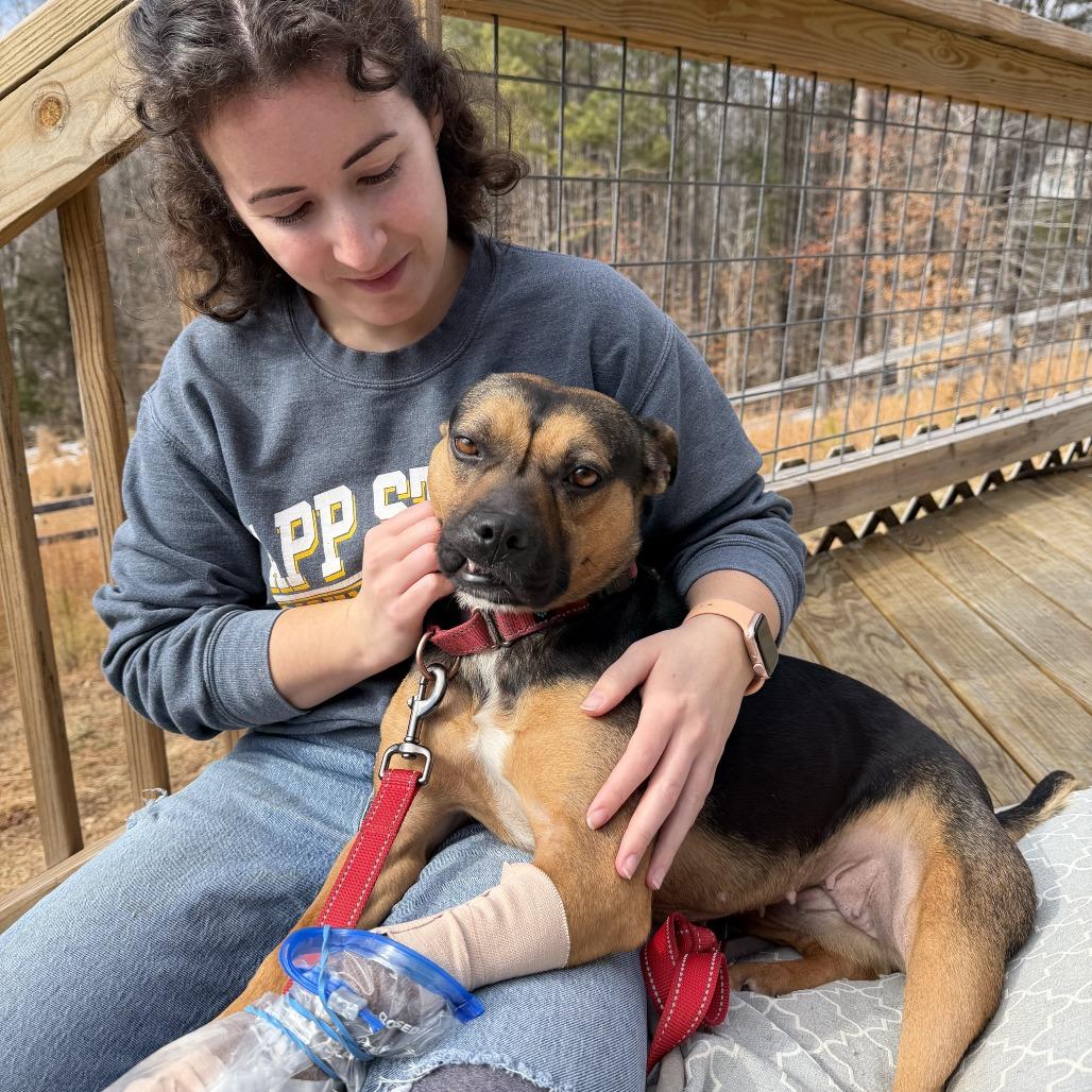 Darcy, a Adoptable mixed breed in Louisa, VA image 2/6